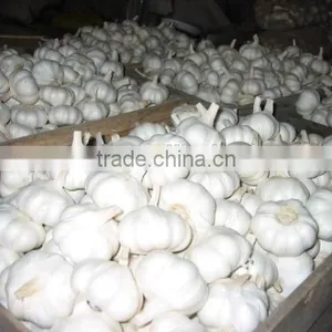 Garlic Tops Roots Cutting Machine Garlic Cutter for Removing the Stems and Roots thumbnail-6