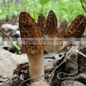 Price of Black Morel Mushroom thumbnail-6