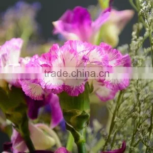 Factory Darb Single Head Carnation thumbnail-5