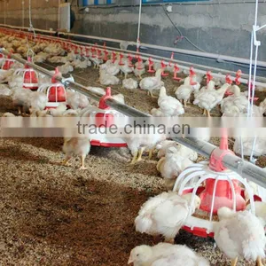 Automatic Poultry Feeding and Drinking System for Broiler thumbnail-1