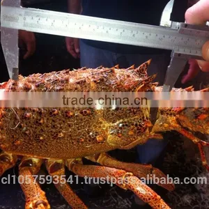 Live Spiny Rock Lobster thumbnail-4
