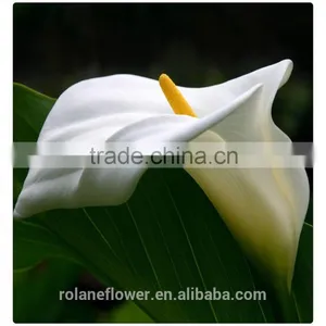 High Quality Fresh Cut Flower White Calla Lily to Express Global thumbnail-2