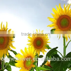 Fashion Hot Sale Beautiful Flower Sunflower For Gift thumbnail-2