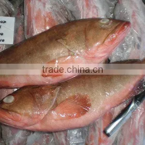 Reef Cod Whole Round thumbnail-1