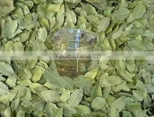 Laurel Bay Leaf Essential Oils , Laurel Oil thumbnail-5