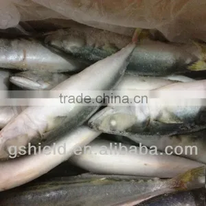 New Fishing Frozen IQF 60-70g Pacific Mackerel in 2016 thumbnail-1