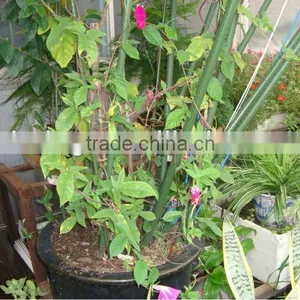 Plastic Coated Steel Farm Sticks thumbnail-1