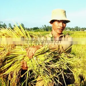 White Rice JAPONICA GOOD QUALITY (Viber/Whatsaap:+84965152844) thumbnail-2