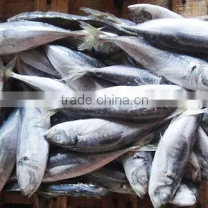 Frzoen Scad Fish Trachurus thumbnail-1