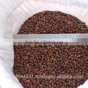 High Quality Pine Nuts From Russia thumbnail-4