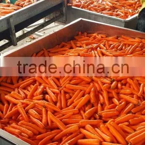 Fresh Carrot thumbnail-2