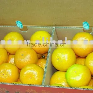 Honey Mandarin/ Mandarin Orange thumbnail-1