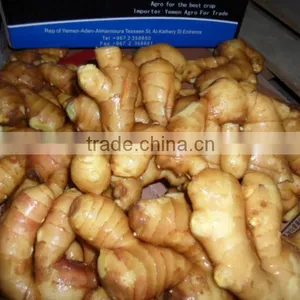 2015 ChinaGinger ,freshGinger thumbnail-1