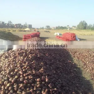 Fresh (RED ,Yellow , White ) ONION thumbnail-2