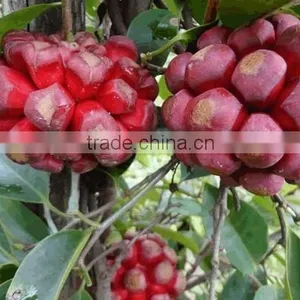 Kadsura Coccinea Fruiter Seeds for Growing thumbnail-3