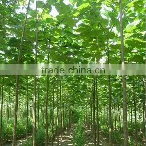 High Quality Paulownia Seed 9501 Seed For Paulownia Plants/Paulownia Elongata Seeds/paulownia Kawakamii thumbnail-3