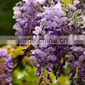 Wisteria Tree Seeds Chinese Wisteria Sinensis Seeds Vine Purple Flowers Bonsai Seeds For Planting thumbnail-1