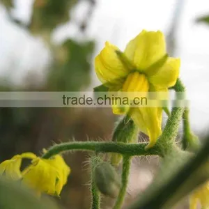 High Quality Vietnamese Pickled Cucumbers in Jar, Gherkins (many Sizes) - Best Selling! thumbnail-4