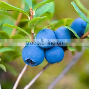 Chlorogenic Acid 60% by Hplc thumbnail-1