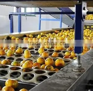 Orange Grading Machine Sorter Grader thumbnail-1