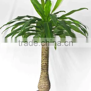 Wholesale Outdoor Use Potted Plants thumbnail-4