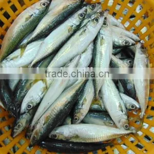 Frozen Pacific Mackerel Fish Newest thumbnail-3