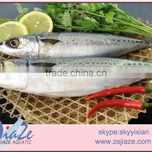 Frozen Pacifica Mackerel WHOLE ROUND thumbnail-1