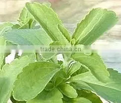 Stevia Leaf Extract thumbnail-3