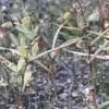 Semen Trigonellea P.E. thumbnail-1