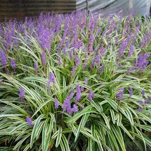 Artificial Customized Size Indoor House Plants Eco-Friendly Outdoor thumbnail-1