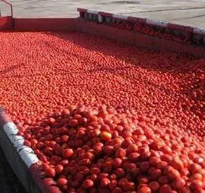 Fully Automatic Tomato Sauce/ Paste /powder Production Line thumbnail-5