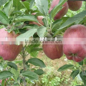 Washington Red Apples 2015 thumbnail-1