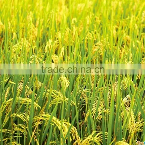 White Rice JAPONICA/LONG GRAIN/JASMIN GOOD QUALITY(/Viber/Whatsaap:+84965152844) thumbnail-6