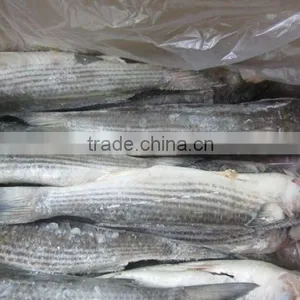 Frozen Grey Mullet Fish Whole Round thumbnail-3
