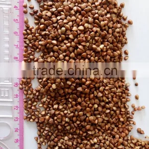 Buckwheat Price---Roasted Buckwheat Kernel thumbnail-1