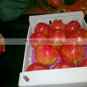 Pomegranates thumbnail-4