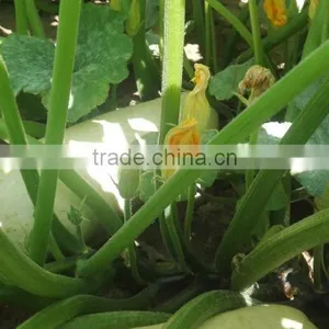 Benefits of Pumpkin Seeds Wholesale Snow White / Shine Skin Pumpkin Seeds Competitive Price thumbnail-5
