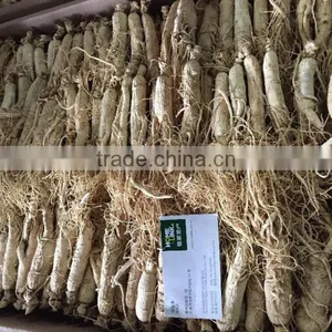 Panax Ginseng Powder thumbnail-2