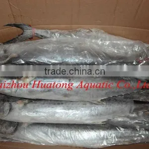 Frozen Spanish Mackerel 100-200g thumbnail-1