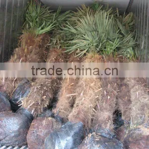 Cold Hardy Outdoor Palm Trees Trachycarpus Fortunei thumbnail-1