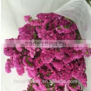 Perennial Flowering Plant Statice Flower 1kg/bundle Wholesalefarms Directly Supply From China thumbnail-2