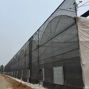 Plastic Film Greenhouse for Saudi Arabia for Vegetable Production thumbnail-1