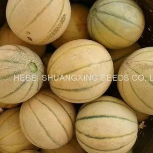 Stripe Sweet Cantaloupe Musk Melon Seed for Sale thumbnail-3