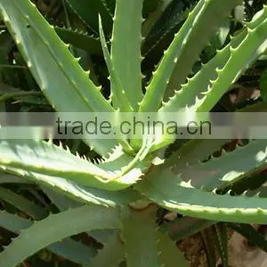 Natural High Quality Comestic Material Aloe Vera Vitamin Facial Oil thumbnail-1