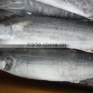 2015 Frozen Spanish Mackerel Whole Round thumbnail-2