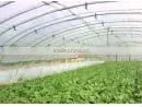 Agriculture Plastic Film PE Greenhouse Film thumbnail-1
