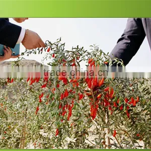 Goji Fruit From China Factory thumbnail-3
