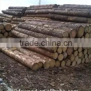 High Quality Birch Logs thumbnail-4