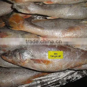 YELLOW CROAKER WHOLE ROUND thumbnail-1
