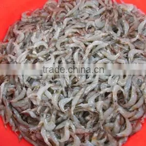 FROZEN RIVER SHRIMPS thumbnail-5